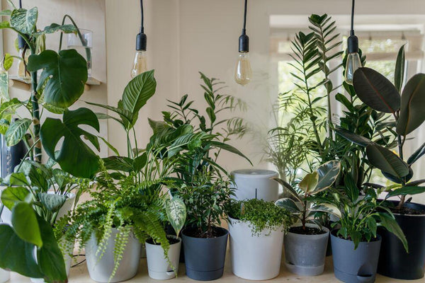 Quelles plantes d'intérieur choisir ?